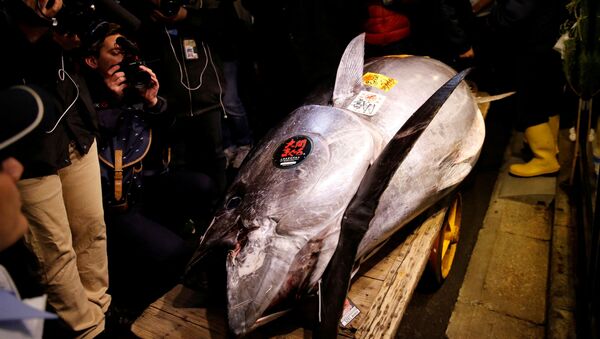 Огромного тунца продали на аукционе в Токио - Sputnik Беларусь