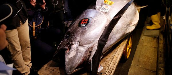 Огромного тунца продали на аукционе в Токио - Sputnik Беларусь