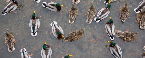 Качкі на Свіслачы - Sputnik Беларусь