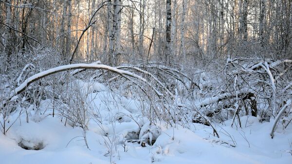 Зимний лес, архивное фото - Sputnik Беларусь