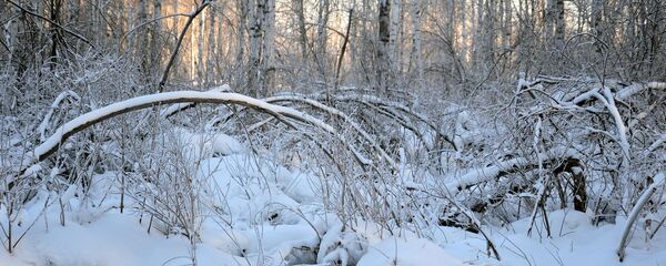 Зимний лес, архивное фото - Sputnik Беларусь