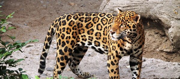 Ягуар, архивное фото - Sputnik Беларусь