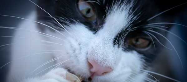 Кот пашкодзіў старадаўнюю карціну коштам у некалькі тысяч фунтаў Кот пашкодзіў старадаўнюю карціну коштам у некалькі тысяч фунтаў - Sputnik Беларусь