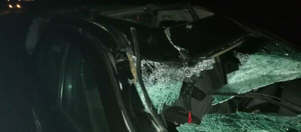 Легковушка под Витебском сбила лося - Sputnik Беларусь