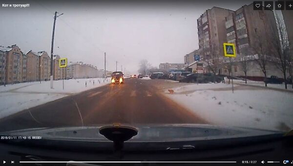 Пружанские водители в восторге от кота, который соблюдает ПДД - Sputnik Беларусь