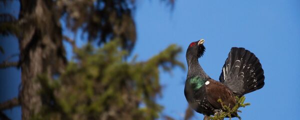 Глухарь на ветке дерева Глухарь на ветке дерева - Sputnik Беларусь