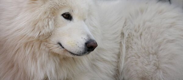 Самоедская лайка, архивное фото - Sputnik Беларусь