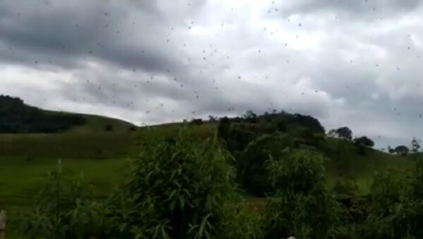 Дождь из пауков засняли на юго-востоке Бразилии - Sputnik Беларусь
