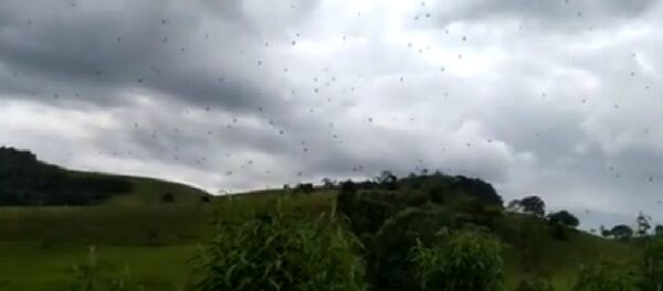 Дождь из пауков засняли на юго-востоке Бразилии - Sputnik Беларусь