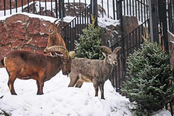 Дагестанские туры в Московском зоопарке получили в виде угощения нераспроданные новогодние ели - Sputnik Беларусь