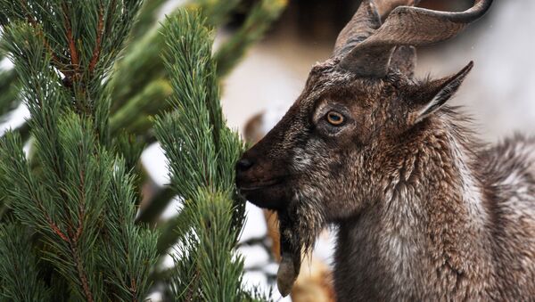 Винторогий козел в Московском зоопарке получил в виде угощения нераспроданные новогодние ели - Sputnik Беларусь