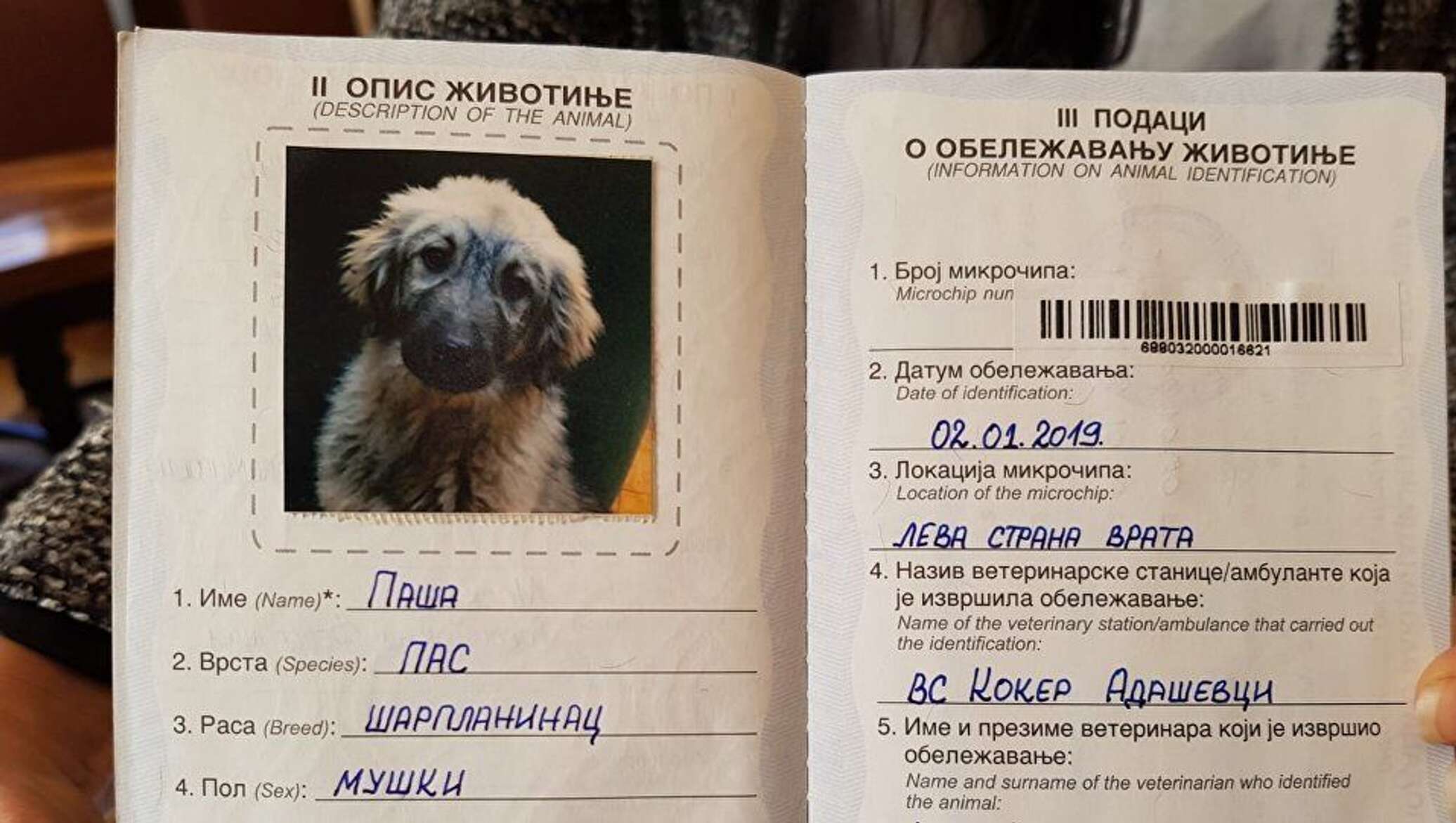 Ветеринарный паспорт для собаки немецкая овчарка