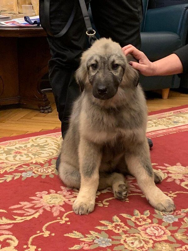 В Сербии раскрыли готовящийся пушистый сюрприз для Путина - Sputnik Беларусь