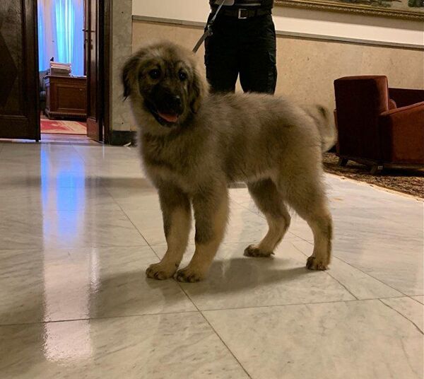 В Сербии раскрыли готовящийся пушистый сюрприз для Путина - Sputnik Беларусь