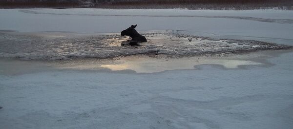 Провалившаяся под лед лосиха - Sputnik Беларусь