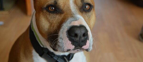 Стаффордширский терьер, архивное фото - Sputnik Беларусь