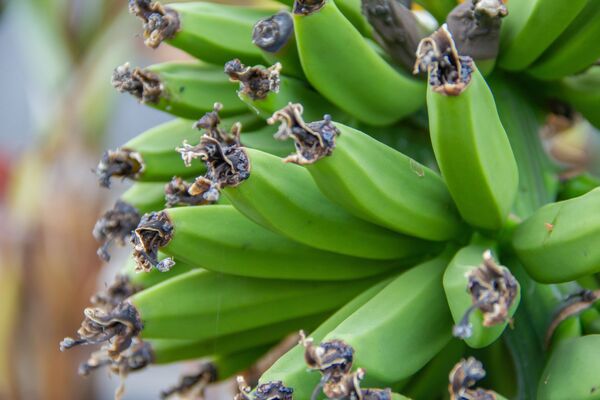 Сладкие, как из Африки: где выращивают белорусские бананы - 25.01.2019,  Sputnik Беларусь