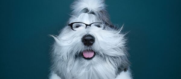 Гранд, бобтейл - Sputnik Беларусь