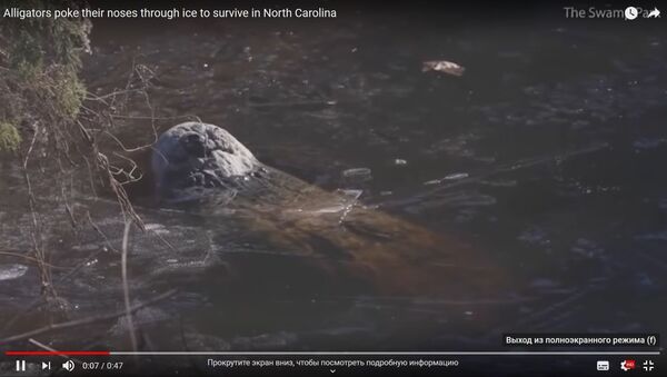 Аллигаторы вмерзли в лед в национальном парке в США - Sputnik Беларусь