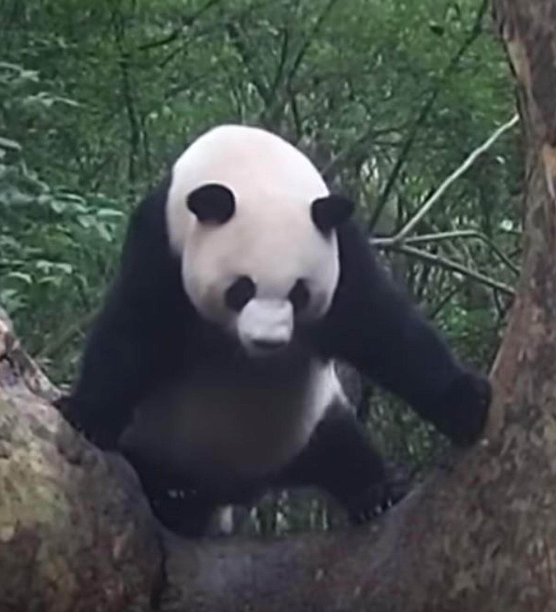 Панда танцует видео. Танцующие панды. Панда покорила. Панда танцует.