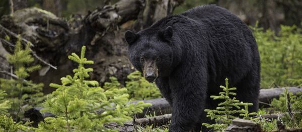Черный медведь в лесу - Sputnik Беларусь