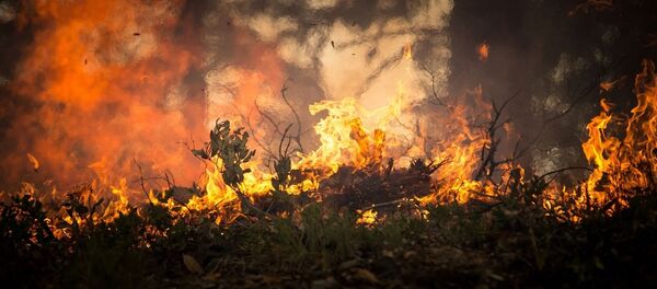 Лесной пожар, архивное фото - Sputnik Беларусь