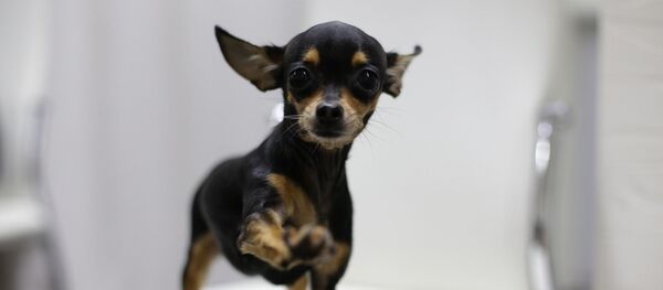 Той-терьер, архивное фото - Sputnik Беларусь