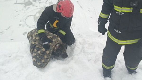 Спасатели ищут хозяев спасенной из Свислочи собаки - Sputnik Беларусь