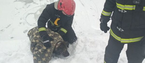 Спасатели ищут хозяев спасенной из Свислочи собаки - Sputnik Беларусь