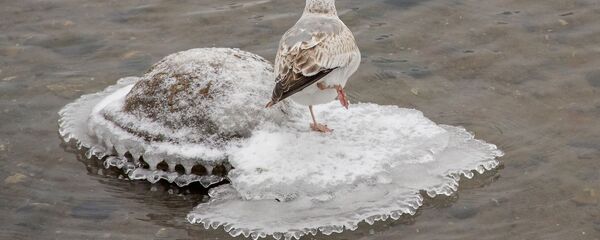 Чайка на Свислочи, архивное фото - Sputnik Беларусь