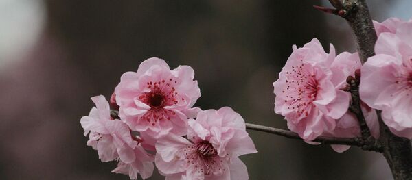 Цветок вишни - Sputnik Беларусь