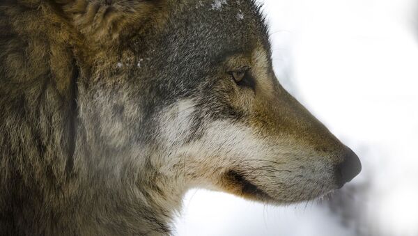 Волк, архивное фото - Sputnik Беларусь