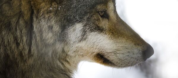 Волк, архивное фото - Sputnik Беларусь