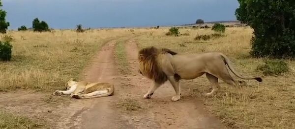 Лев неудачно разбудил львицу в заповеднике в Кении - Sputnik Беларусь