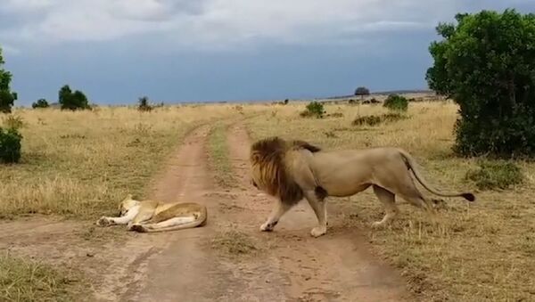 Лев неудачно разбудил львицу в заповеднике в Кении - Sputnik Беларусь