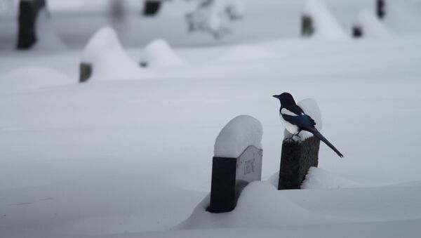 Сорока на зимнем кладбище, архивное фото - Sputnik Беларусь