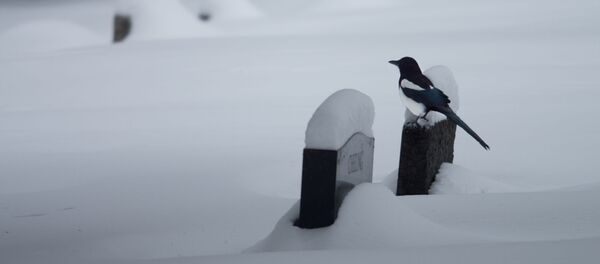 Сорока на зимнем кладбище, архивное фото - Sputnik Беларусь