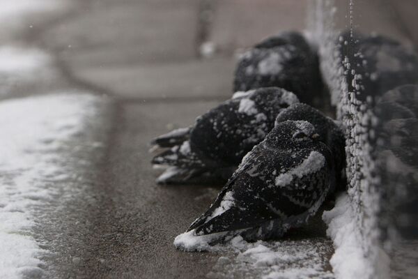 Голуби в снегу во время зимнего шторма в Буффало - Sputnik Беларусь