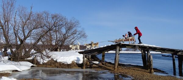 Собачья упряжка - Sputnik Беларусь