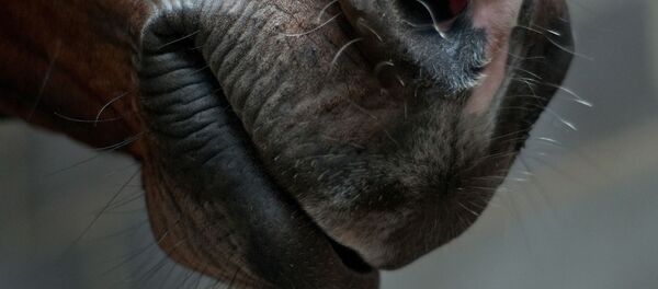 Морда лошади, архивное фото - Sputnik Беларусь