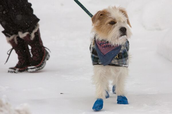 Собака гуляет по снегу во время зимнего шторма в Буффало - Sputnik Беларусь