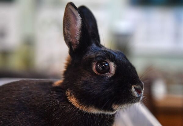 Кролик породы карликовый заяц очень маленький – полтора-три килограмма. Голова у него округлая с широким лбом и широкой уплощенной мордочкой. - Sputnik Беларусь