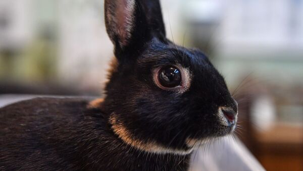 Кролик породы карликовый заяц  - Sputnik Беларусь
