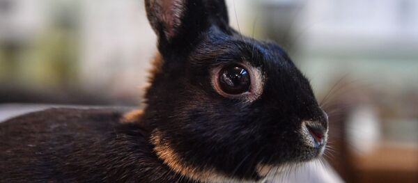 Кролик породы карликовый заяц Кролик породы карликовый заяц - Sputnik Беларусь