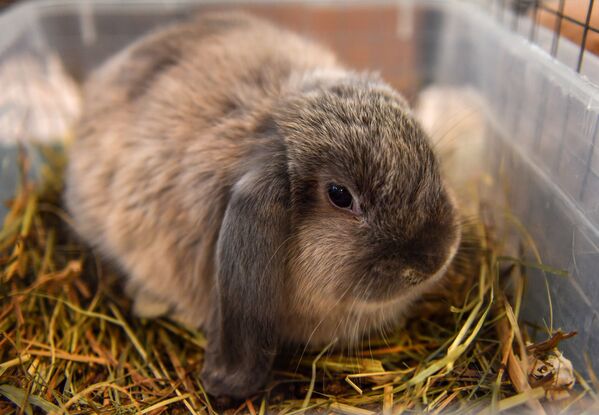 Кролик-баран был выведен французскими селекционерами в середине XIX века. - Sputnik Беларусь