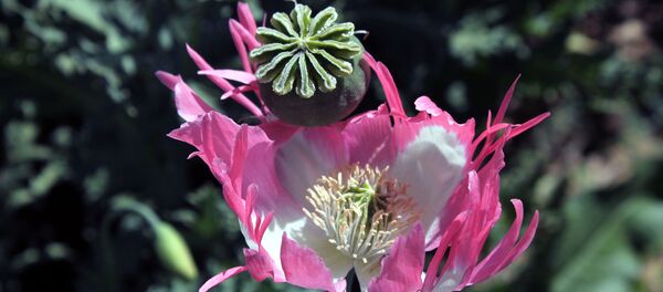 Цветущий мак на склонах Кандагара - Sputnik Беларусь