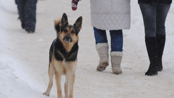 Бездомный пес на одной из улиц - Sputnik Беларусь