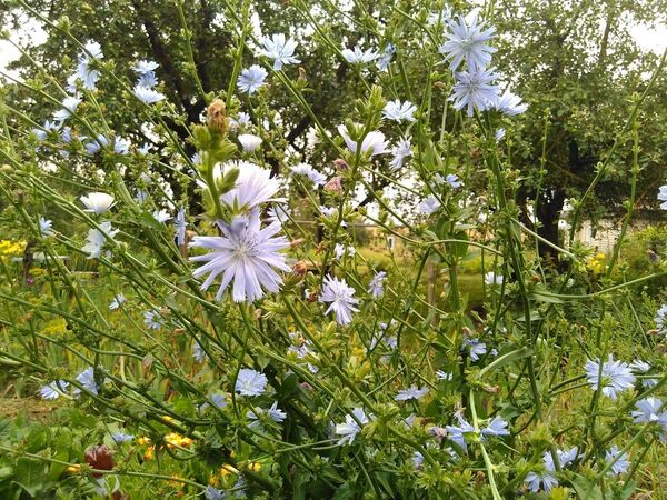 Так выглядае садовая цыкорыя - Sputnik Беларусь