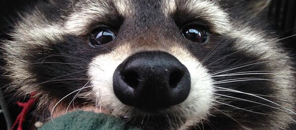 Енот Орион Енот Орион - Sputnik Беларусь