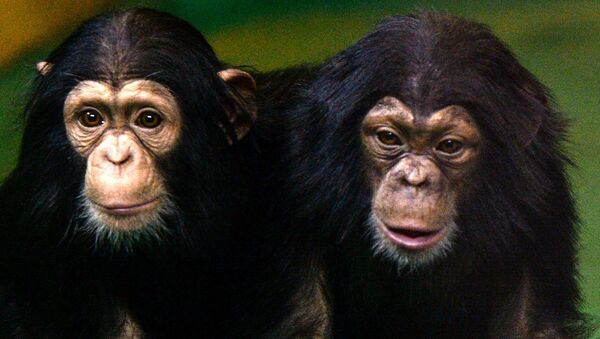 Детеныши шимпанзе, архивное фото - Sputnik Беларусь